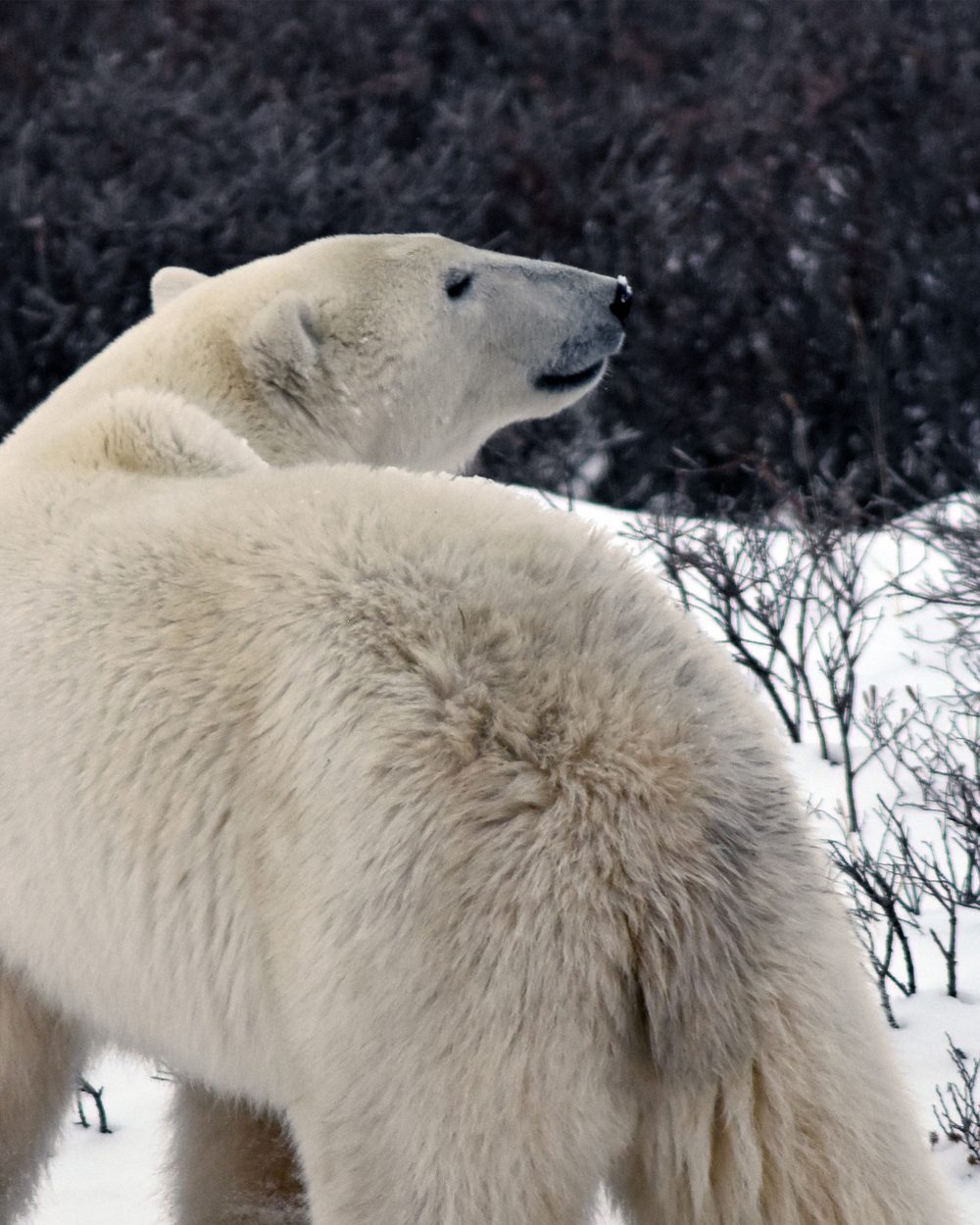 A polar bear on the tundra near Churchill, Manitoba